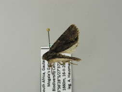 Image of Acronicta transvalica Hampson 1911