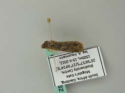 Image of African armyworm