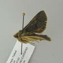 Image of Heterophysa