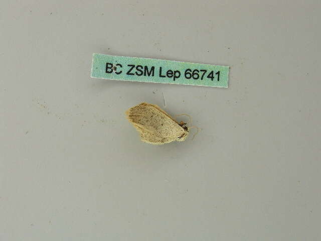 Image of <i>Idaea minuscularia</i>