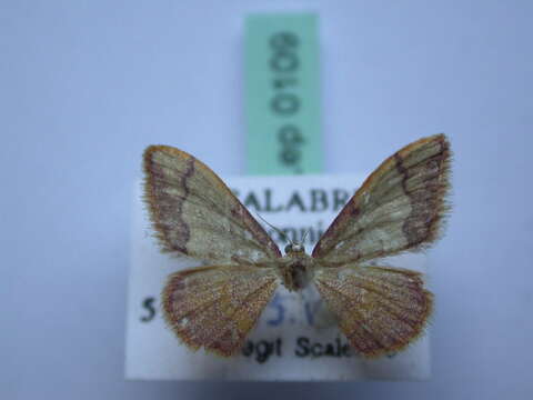 Image of Idaea ostrinaria