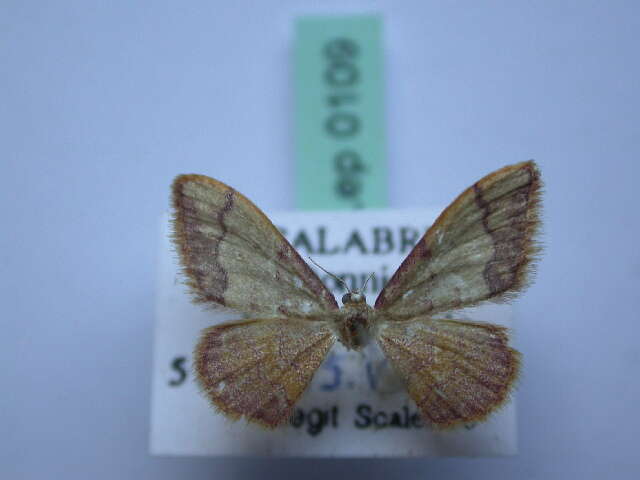 Image de Idaea ostrinaria