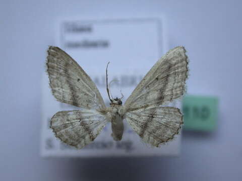 صورة <i>Idaea leipnitzi</i>