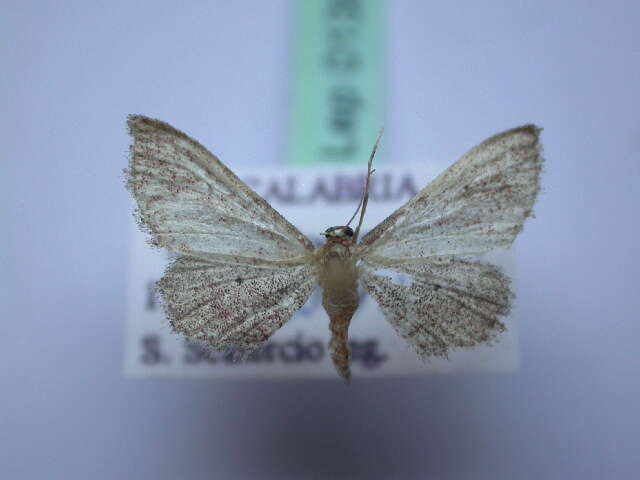 Image of Idaea infirmaria Rambur 1833