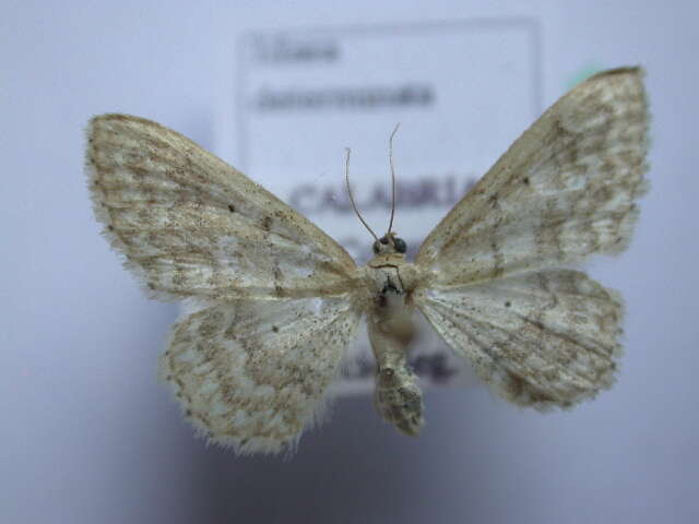 صورة Idaea determinata Staudinger 1876