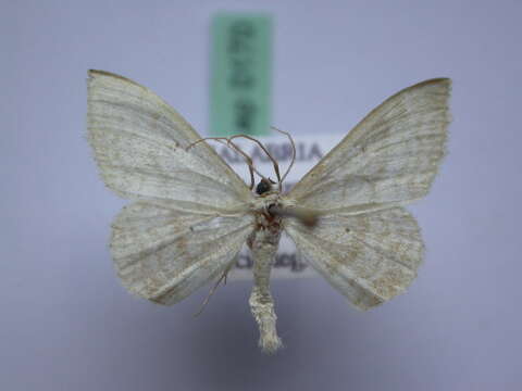 Image of Idaea consanguinaria Lederer 1853