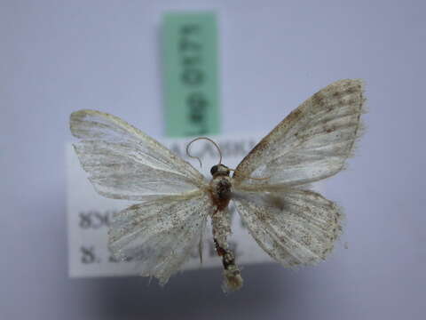 Image of Idaea typicata Guenée 1858