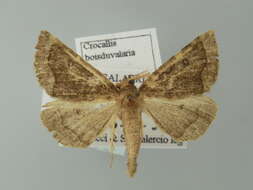 Image of Crocallis boisduvalaria Lucas 1849