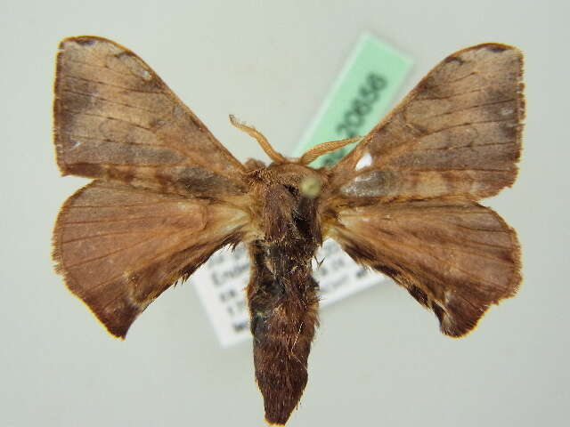 Image of silkworm moths