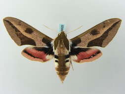 Image of Spurge Hawk Moth