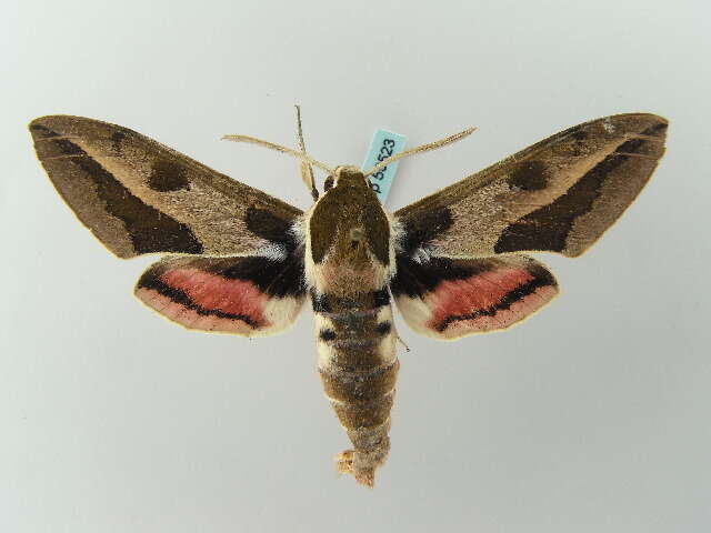 Image of Spurge Hawk Moth