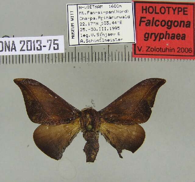 Image of glory moths