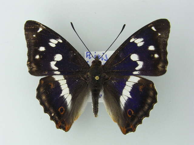 Image of purple emperor