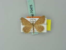 صورة Idaea draconigena Herbulot 1980