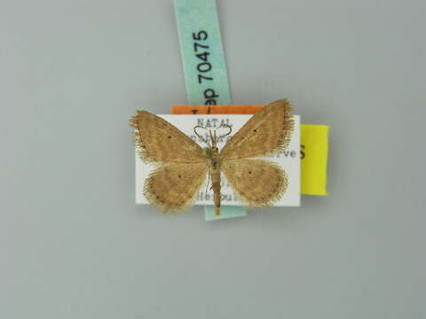 Image of Idaea draconigena Herbulot 1980