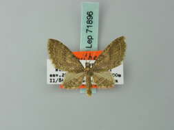 Image of Eupithecia acragas Herbulot 1987