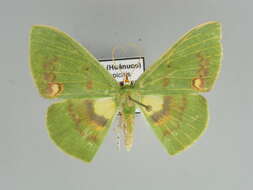 Image of Rhodochlora brunneipalpis Warren 1894