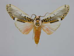 صورة Aphyle Walker 1855