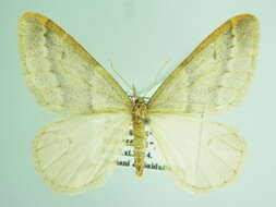 Image of Alsophila