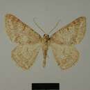 Image of Pseudoterpna lesuraria Lucas 1933