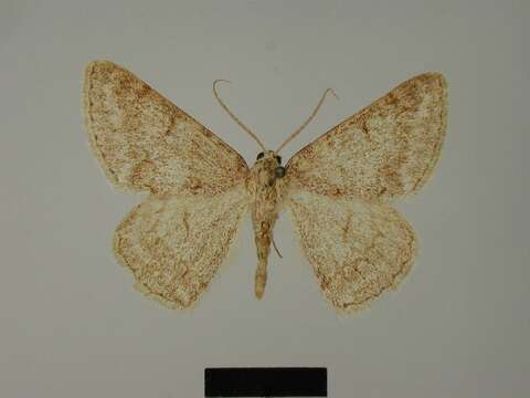 Image of Pseudoterpna lesuraria Lucas 1933