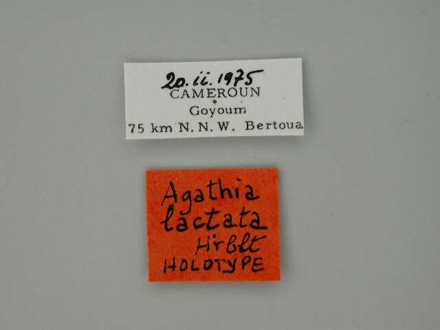 Image de Agathia lactata Herbulot 1977