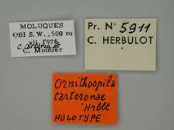 Image of Ornithospila carteronae Herbulot 1982