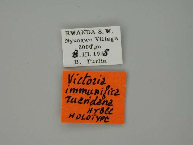 Imagem de Victoria immunifica ruandana Herbulot 1989