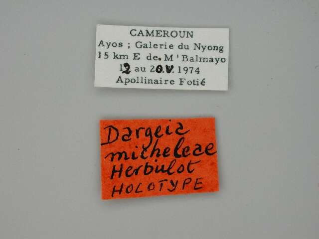 Image of Dargeia micheleae Herbulot 1977