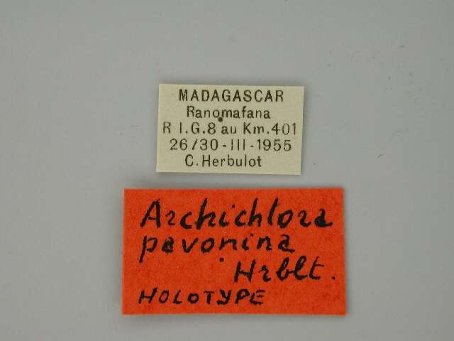 Image of Archichlora pavonina Herbulot 1960