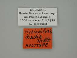 Image of Hyalochlora nadia Herbulot 1976