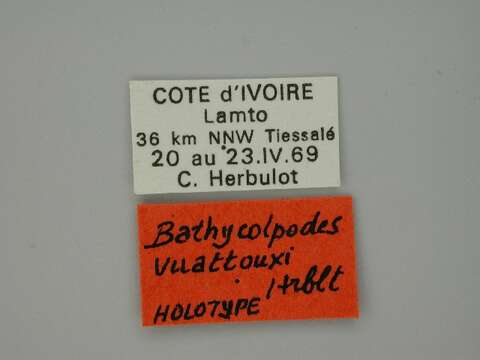 Image of Bathycolpodes vuattouxi Herbulot 1972