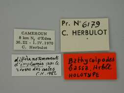 صورة Bathycolpodes bassa Herbulot 1986