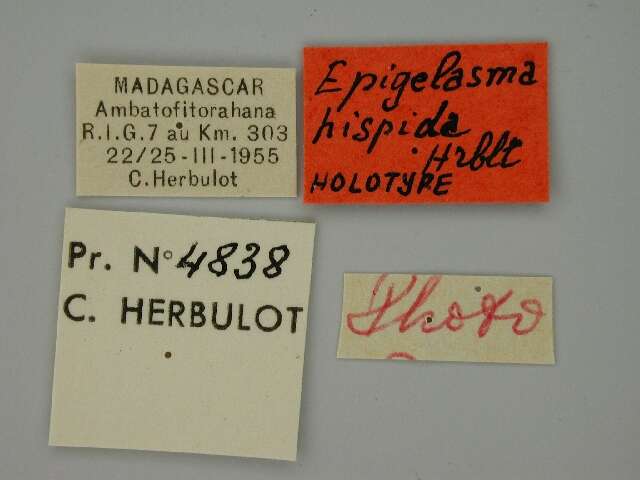 Image of Epigelasma hispida Herbulot 1972