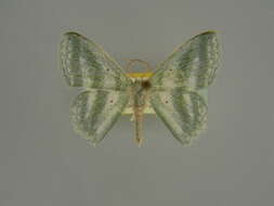 Image of Epigelasma viridibasis Herbulot 1972