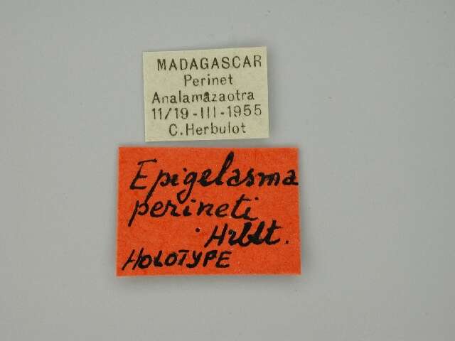 Image of Epigelasma perineti Herbulot 1972