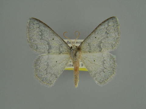 Image of Epigelasma