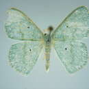 Image of Epigelasma holochroa Herbulot 1972