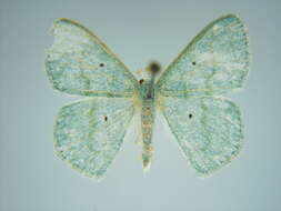 Image of Epigelasma holochroa Herbulot 1972