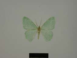 Image of <i>Prasinocyma immaculata thiaucourti</i>