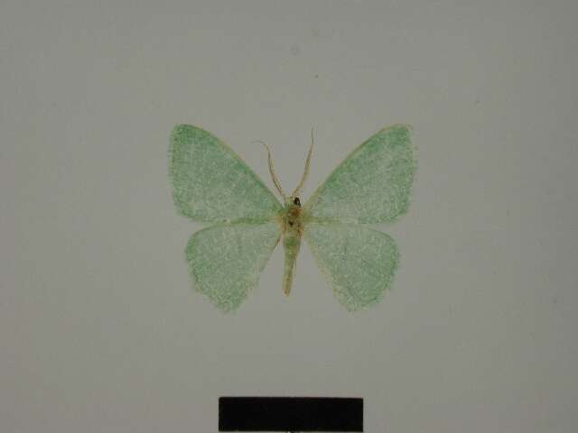 Image of <i>Prasinocyma immaculata thiaucourti</i>