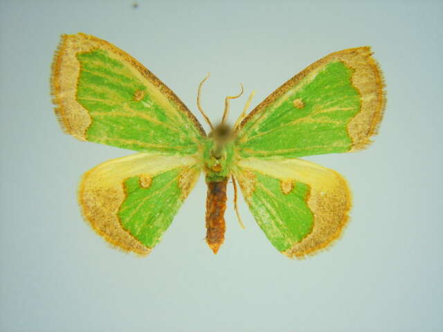 Image of Dyschlorodes bicolor Viette 1971