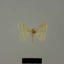 Image of <i>Mixocera albistrigata politzari</i> Hausmann 1997