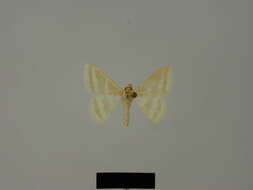 Image of <i>Mixocera albistrigata politzari</i> Hausmann 1997