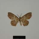 Image of Cyclophora nigrescens Herbulot 1993