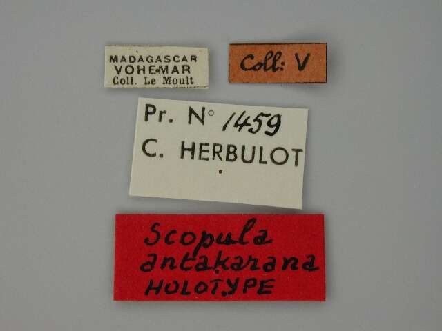 Image of Scopula antankarana Herbulot 1955