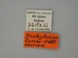 Image of Brachyglossina hassan Herbulot 1975
