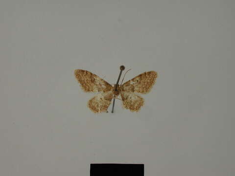 Image of <i>Idaea erlacheri</i>