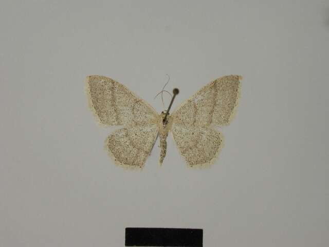 صورة Idaea lusohispanica Herbulot 1990