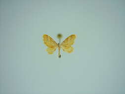 صورة <i>Idaea amputata tigrata</i>